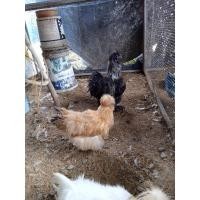 ราคา ไข่เชื้อ ไข่ไก่ ซิลกี้เมกา ไก่สวยงาม ไก่ต่างประเทศ ไก่มีขนขา (20944805722)