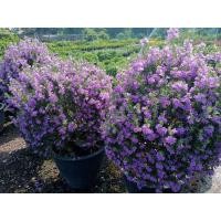 ราคา นีออนไต้หวัน ดอกสีม่วง (8071620119)