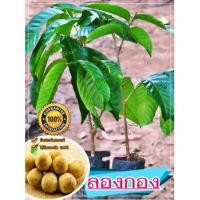 ราคา (4 ต้น)ต้นพันธุ์ลองกอง ต้นลองกองส่งจากต้นกำเนิดจ.อุตรดิตถ์แท้100% เม็ดน้อย หวานชื่นใจ ลูกโต ให้ผลดกมาก พร้อมส่ง! (5655455630)