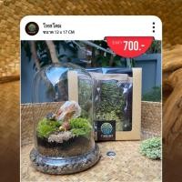 ราคา ชุดจัดสวนขวดแก้ว โหลโดม (1104964557)