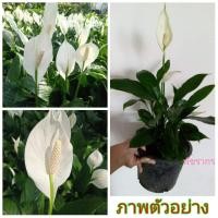 ราคา ขายต้น เดหลีดอกขาว (กวักเรียกทรัพย์) 1 ต้น (อนันต์ตะญา) (8045075946)