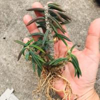 ราคา ต้นยูโฟเบีย ไดโนเสาร์ใบเรียว (6611399939)