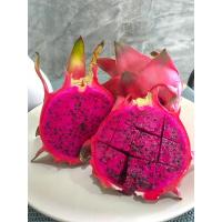 ราคา กิ่งแก้วมังกร_แก้วมังกร_สีแดง_ชุดละ13กิ่ง_ตัดสดจากสวน_พร้อมส่ง!!! (8351355085)