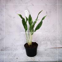 ราคา ต้น เงิน เงิน เงิน ต้นไม้มงคล อโกลนีมา ต้นไม้เรียกทรัพย์ ในกระถาง 4 นิ้ว (5697429234)