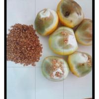 ราคา เมล็ดพันธุ์มะเขือเหลือง มะเขือขื่นบรรจุ50เมล็ด (27827126775)