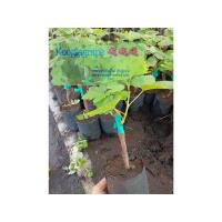 ราคา กิ่งองุ่นพันธุ์ รูทเพอเรท สีเขียวลูกกลมไร้เมล็ด หวานกรอบ (23878503797)