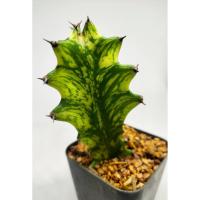 ราคา มีประกัน ส่งไว ยูโฟเบีย ด่างเหลืองเขียว ขนาดประมาณ 5 CM (Euphorbia)แลคเทีย กระดูกมังกร ไม้มงคล ต้นไม้เสริมดวง #cactus (5934951618)