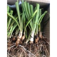 ราคา พันธุ์ซ่อนกลิ่นสีชมพูซ้อน ต้นละ 10บาท (28460834374)