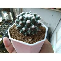 ราคา แมมอิรุซามุ ไม้เมล็ด Mammillaria bucareliensis 'Erusamu' แมมปุยหิมะ (21604985652)