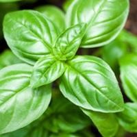 ราคา [ 300เมล็ด] เมล็ดโหระพาอิตาลี เมล็ดพันธุ์ โหระพาใบใหญ่ อิตาเลี่ยน เบซิลใบใหญ่ Large Leaf Italian Basil (43453581258)