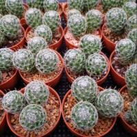 ราคา กระบองเพชร mammillaria​ duweiนจ (5732262478)