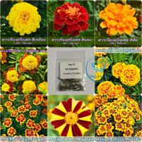 ราคา เมล็ดดาวเรืองฝรั่งเศส 200 เมล็ด French Marigold เมล็ดนำเข้า (7466262131)