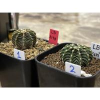 ราคา lb 2178 แท้ ไม้เมล็ด ราคาหลักร้อย กระบองเพชร Gymnocalycium friedrichii lb 2178 'Agua Dulce' (13215717906)