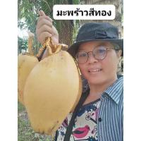 ราคา มะพร้าว​สีทอง​ ขายหน่อสำหรับ​ปลูก​1​ชุด​2ต้น100บาท (23521903394)