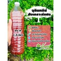 ราคา หัวเชื้อจุลินทรีย์สังเคราะห์แสง สูตรเข้มข้นจากจุลินทรีย์ PSB แท้ 100% ขนาด 1.5 ลิตร (26639562176)