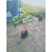 ราคา ต้นชมพู่ทับทิมจันทร์กิ่งตอน (5477739705)