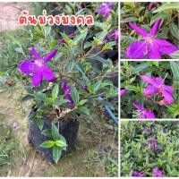 ราคา ต้นม่วงมงคล ไม้ประดับสีม่วงต้นสวยๆพร้อมปลูก (41317572275)