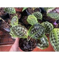 ราคา คล้านกคุ้ม ไม้มงคล ว่านนกคุ้ม กระถาง 4 นิ้ว (7096769384)