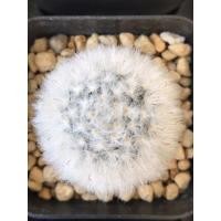 ราคา แมมขนแกะ Mammillaria bocasana v.multilanata (6547273332)