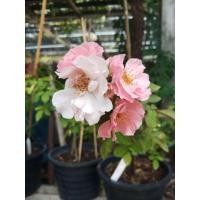 ราคา ต้นกุหลาบ Clair Matin ไม้เลื้อยจากฝรั่งเศส ให้ดอกเป็นพวงสีชมพูอ่อน ทรงดอกน่ารักกก (5286977130)