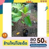 ราคา มะเดื่อฉิ่ง มะเดื่อชุมพร(ต้นพันธุ์ ชำกิ่ง)สูง50-60ซม (21138076908)