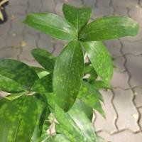 ราคา พญาแหย่แย้ ไม้มงคล สูง 45-60 ซม. ส่งทั้งกระถาง 8" (18867917711)