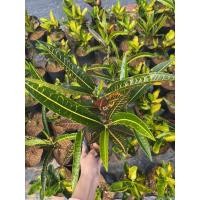 ราคา ต้นโกสน โกสน ใบเรียว/เกลียว ✨ (8003578518)