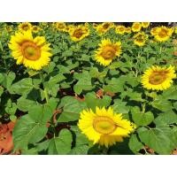 ราคา เมล็ดดอกทานตะวันทำทุ่ง ดอกใหญ่ ต้นสูง ขนาดดอก 15-20ซม. 200เมล็ด (28937978984)