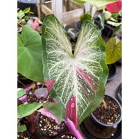 ราคา บอนสี ชายชล มณีล้อมเพชร ชมพูทวีป อื่นๆ ได้ต้นตามตัวเลือก (42164557471)