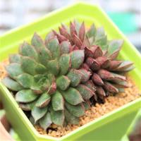 ราคา Echeveria Dionysos Succulents 2u กุหลาบหินนำเข้า ไม้อวบน้ำ (5355848450)