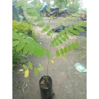 ราคา ต้นกัลปพฤกษ์4ต้น100บาท(สีชมพู) (44406531794)