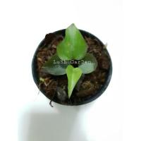 ราคา ต้นโชคเก้าชั้นด่าง《ใบดำชมพู》 กระถาง 3" (13939288487)