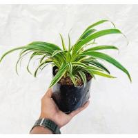 ราคา เศรษฐีเรือนนอก (ไม้มงคล,ไม้ฟอกอากาศ) (10017387579)