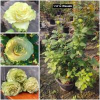 ราคา กุหลาบ-วาซาบิ Wasabi (กระถาง 12 นิ้ว) สีขาวครีมอมเขียว-เขียว บานทนเกิน 2 อาทิตย์ (24929192592)