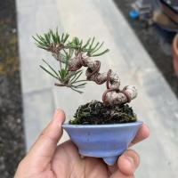 ราคา บอนไซจิ๋วกระถางบอนไซสนห้าเข็มญี่ปุ่นมิคาว่าต้นกล้าสนดำวัสดุขนาดเล็ก (27618620427)