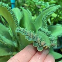 ราคา เศรษฐีพันล้าน เศรษฐีเงินล้าน (14268408201)