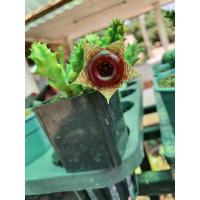 ราคา เก๋งจีนด่างดอกโดนัด/แคคตัส/กระบองเพชร/พืชทะเลทราย/ไม้อวบน้ำ (9474235973)