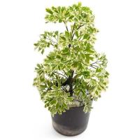 ราคา เล็บครุฑแคระด่าง Ming Aralia ไม้พุ่มเตี้ย ทรงสวย ใบด่างสวยยย กระถาง6นิ้ว (3094444022)