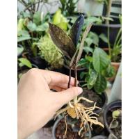 ราคา กวักดำ​ กวักมรกตดำ​ กวักมรกต​ ต้นไม้มงคล​ พร้อมส่ง (40051179687)