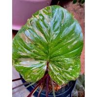 ราคา เขี้ยวตาเสน่ห์ จันทร์ประกายดาว ด่างขาวไม้ชิ้นตาจากต้นแม่ส่งพร้อมภาชนะการอบ (18675004012)