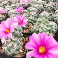 ราคา แคคตัสกระบองเพชรแมมมิลลาเรียชูแมนนิไอMammillariaSchumanniiกระถาง2"จัดส่งทั้งกระถาง (41762730152)