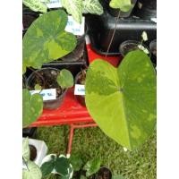 ราคา ้colocasia lemon lime เลม่อนไลม์ (10871510257)