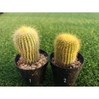 ราคา กระบองทอง แคคตัส สวยๆ (11209514645)