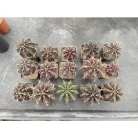 ราคา แคคตัส gymnocalycium ยิมโนผิวเข้มออกม่วงราคาถูก (16926902780)