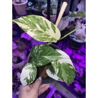 ราคา ใหม่4 พย. อิพิด่างขาว #อิพิด่างขาว#อิพิพรีนั่มด่างขาว #epiprenumpinnatumvariegata (10146379367)