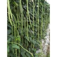 ราคา เมล็ด​พันธุ์​ ถั่วฝักยาวพันธุ์​เนื้อ​ ถั่วฝักยาว 30เมล็ด พร้อมส่งจากไทย (29508293067)