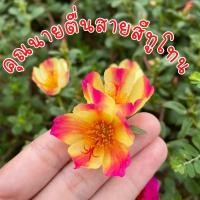 ราคา คุณนายตื่นสายสีทูโทน ปลูกง่าย ดอกสวย (18546950721)
