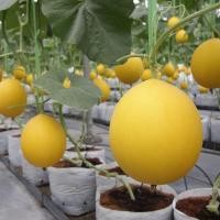 ราคา เมล็ดพันธุ์ เมล่อนควีน สีทอง ผลกลม คัดพิเศษ เนื้อสีส้ม 5-20 เมล็ด [10 เเถม 1 คละได้] (22862436547)