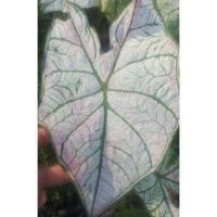 ราคา ต้น บอนสีขาว บอนอิเหนา (7515502330)