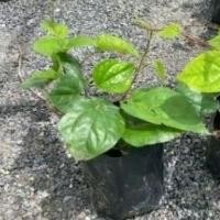 ราคา ต้นพูล (กินกับหมาก) ต้นละ 25 บาท (29890814761)